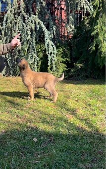 Belgický ovčiak- Malinois - 5