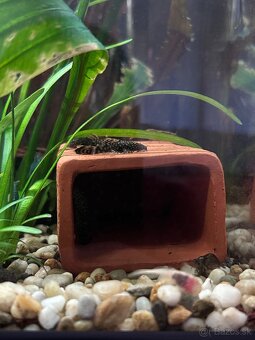 Predám Ancistrus sp. (Prísavník obyčajný) - 5