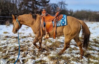 American quarter horse/ aqh - 5