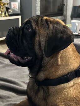 Bullmastiff Steniatko - 5