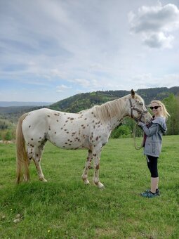 Appaloosa klisna - 5