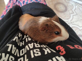 Predam male morciatko - 5