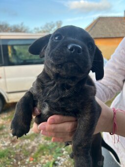 Darujem šteniatka - 5