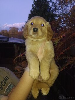 Šteniatka zlatého retrievera - 5