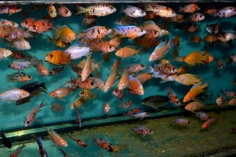 AFRICKÉ CICHLIDY dovoz 9.11 RK-BB - 5