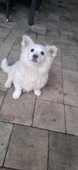 Nemecký  ṣ̌pic - 5