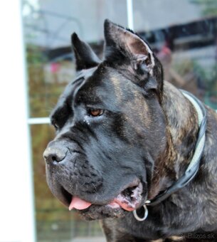 CANE CORSO s PP-sivý psík - 5