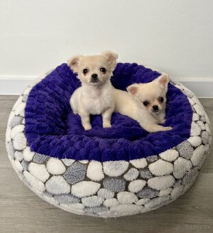 Šteniatka čivava chlapci - 5