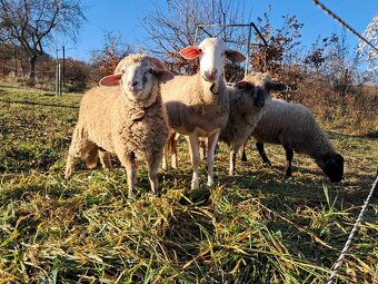 Lacno predám mladé jahňatá na zárez alebo do chovu - 5