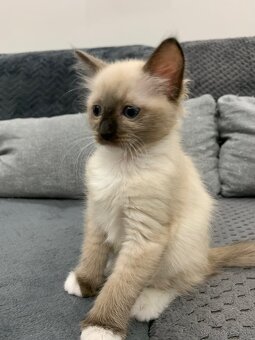 Ragdoll mačka - 5