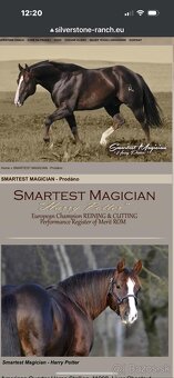 American Quarter Horse - 5