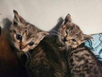 Dve zachránené mačiatka s domčekom – darujem spolu. - 5
