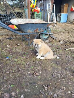 Akita  inu  steniatka - 5