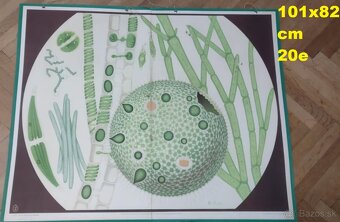 staré školské tabule/plagáty raslín-stromov-zvierat - 5