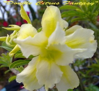 Adenium obesum - semená - 5