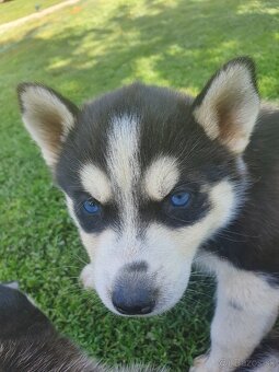 Šteniatka sibirský husky - 5