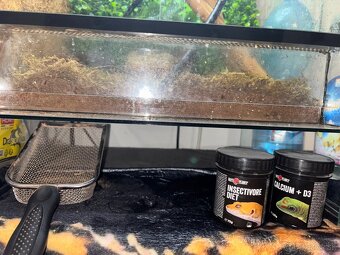 terarium + pagekon riasnaty - 5