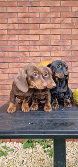 Jazvečík trpasličí - 5