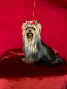 Yorkshire terier - 5