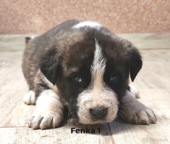 Stredoazijsky ovčiak - 5