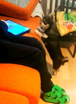 Čivava čokoládová  ‐    fenka - 5