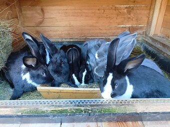 Mladé králiky - 5