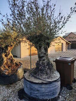 Olivovník europea - 5