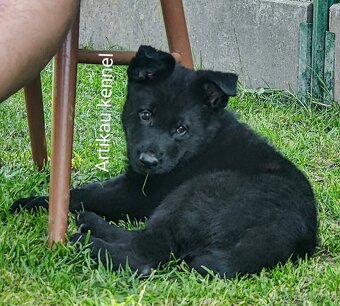 NEMECKÝ OVČIAK šteniatka s PP - 5