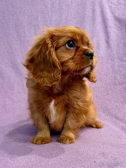 Cavalier King Charles Spaniel - fenka ruby - PP(FCI) - 5