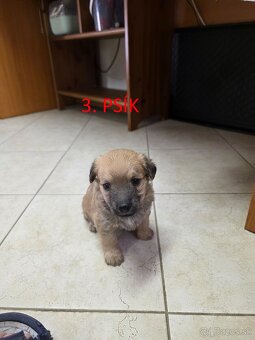 Darujem šteniatka - 5