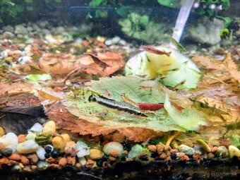 Krevetky cervene,zelené alebo mix.Kreveta - 5