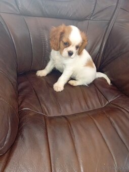 Cavalier charles king španiel - 5