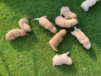 Zlatý retriever x labrador šteniatka - 5