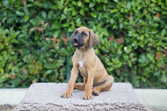 Rhodesian Ridgeback šteniatka s PP IHNEĎ K ODBERU - 5