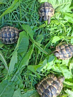 Suchozemská korytnačka - 5