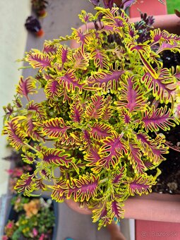 Koleus - africká žihľava (Coleus), semena, řízky - 5