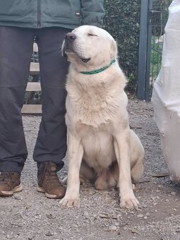 Stredoázijský ovčiak - 5