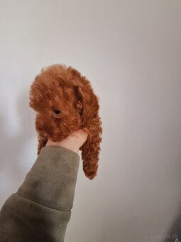 Pudel - 5
