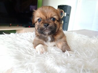 Tibetskỳ spaniel - 5