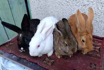 BURGUNDSKÉ králiky - 5