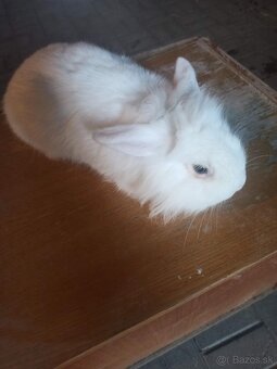 Zakrsle zajačiky - 5