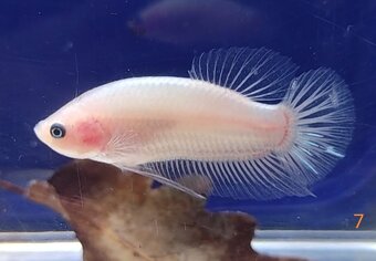 Bojovnica samec shorttail - 5