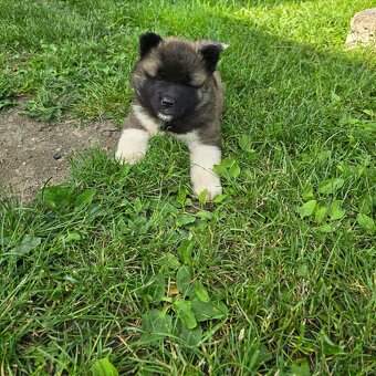 Šteniatka Americká akita - 5