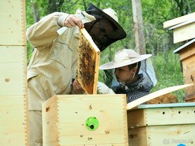včely - rýchlokurzy pre začínajúcich včelárov - 5