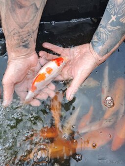 koi kapre - 5