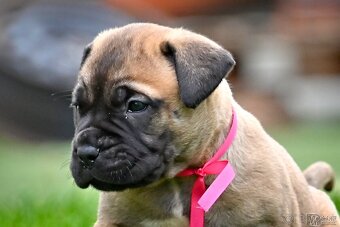 Bullmastiff, Bullmastif, Bulmastif štěňátka s PP - 5