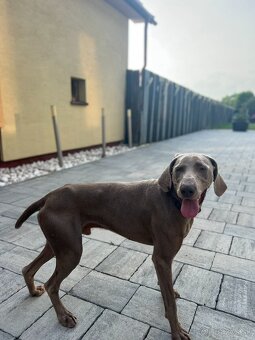 Weimarský stavač - 5