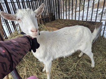 Predam kozy - 5