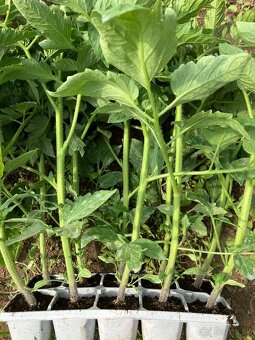 Priesady/Planty - 5