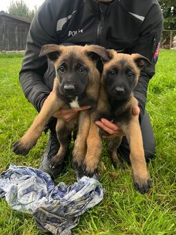 Belgický ovčiak-Malinois - 5